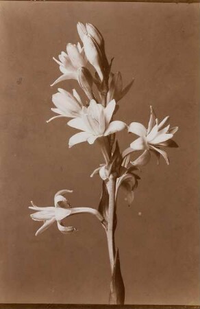 Tuberose gefüllt