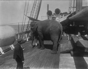 Indischer Elefant : Indischer Elefant an Bord des Schiffes „Herzog“