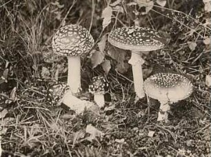 Rochlitzer Berg, Fliegenpilz (Amanita muscaria)
