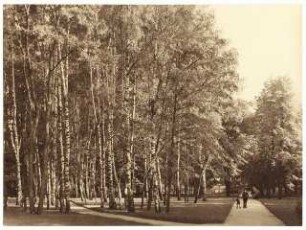 Gartenanlage Richard-Wagner-Festspielhaus, Bayreuth: Birken, Wege in einem Park