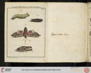 Nacht=Papilions, Erste Klasse