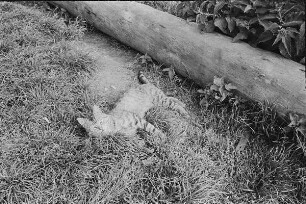 Höfgen. Akt-Pleinair 1979. Eine Katze liegt auf der Wiese