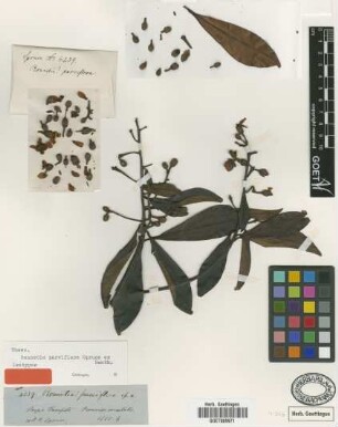 Bonnetia parviflora Spruce ex Benth. [isotype]