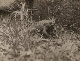 Rochlitzer Berg. Erdkröte (Bufo bufo-Komplex)