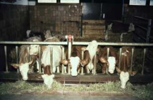 Fotografie: Stallsystem, Tieflaufstall, Fressgitter