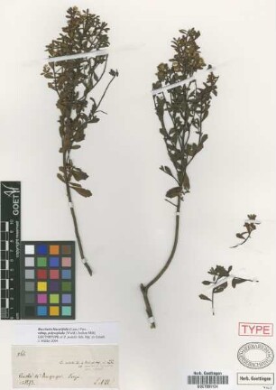 Baccharis pedalis Sch. Bip. ex Griseb. [lectotype]