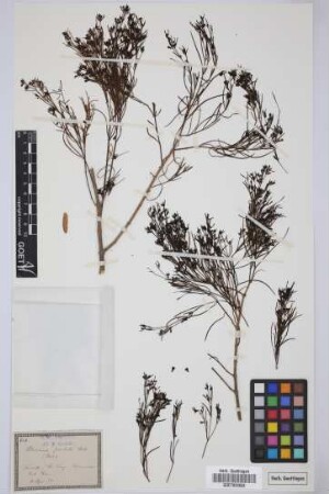 Plocama pendula Aiton