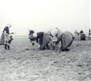 Frauen bei der Feldarbeit : Kleidung - Schleifer Tracht. Ort: Slepo / Schleife. Frauen in Arbeitstracht der Schleifer Region bei der Feldarbeit.