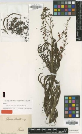 Acacia hirsuta Schltdl. [type]
