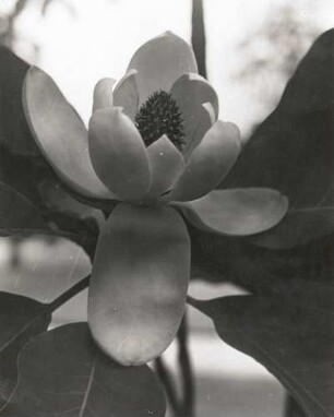 Deutschland. Magnolie (Magnolia), Aufnahme der Blüte Mittags 13.30 Uhr
