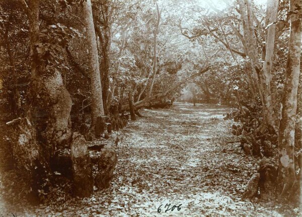 "Avenue of monoliths. Malecula."