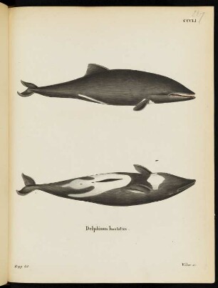 CCCLI. Delphinus hastatus.