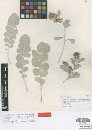 Centaurea sp.