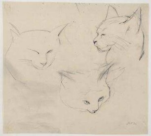Katze