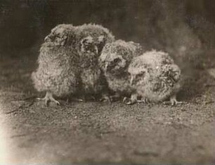 Rochlitzer Berg, Waldkauz (Strix aluco L.), dem Nest entnommene Junge