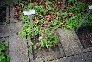 Stormarnsches Dorfmuseum: Kräutergarten: Pflanzkasten für Lungenkraut