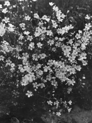 Blume