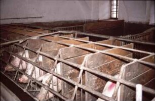 Fotografie: Sauenhaltung, Fütterungstechnik, Kastenstand, Eroscenter, Einzelbox, Leersau, Schweinehaltung