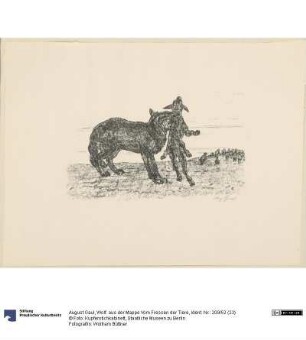 Wolf. aus der Mappe Vom Fressen der Tiere