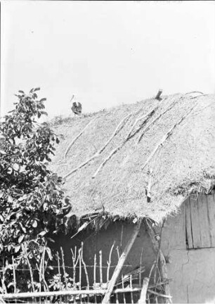 Plovdiv: Storch auf Strohdach