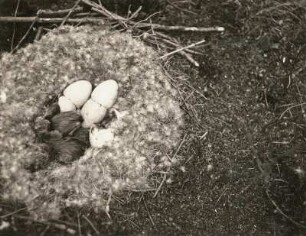 Europa. Graugans (Anser anser), geschlüpfte Junge im Nest