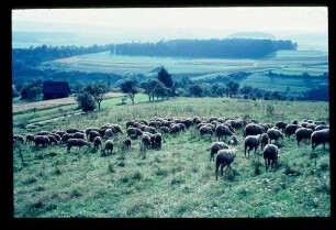 Schafherde 23.8.66.