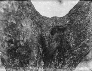 Kleiber : Rochlitz, Bergstraße, Kleiber (Sitta europea caesia Linnaeus) an der Nisthöhle.