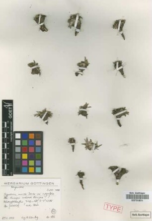 Hypochaeris mucida Domke var. Cuatrec. integrifolia[isotype]