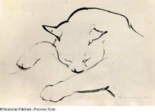 Schlafende Katze : Schlafende Katze. Kohlezeichnung (1954; E. Richter). Dresden-Striesen, Borsbergstraße 11, Atelier der Künstlerin