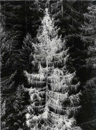 Baum als Negativdruck, experimentell, Lärche