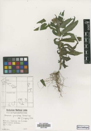 Vernonia pauciflora (Willd.) Less.