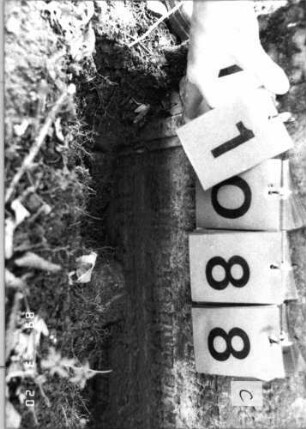 Grabstein 1088 (Index: 99753299) Material: Sandstein Zustand: verwitt/Stele eingesunken Maße HxBxT: 94x78x14 cm Beschreibung: Stele, doppelt eingezog. Rundbogenabschl. , rechteck. Schriftfeld eingetieft Symbolik: stilisierte Muschel, Raute, Scheibenfries: Grabstein 1088C