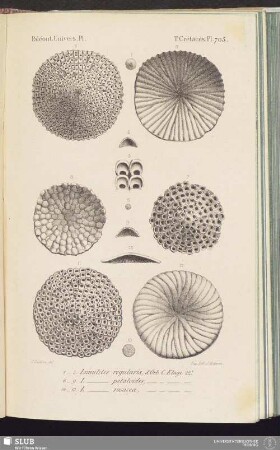 T. Crétacés, Pl. 705