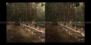 Soldatengräber im Wald