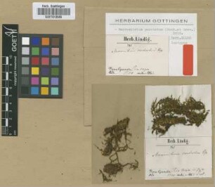 Macromitrium contextum Hampe [isotype]