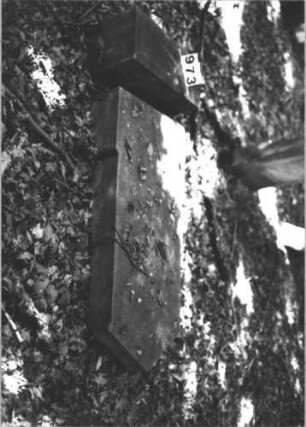 Grabstein 973 (Index: 99899513) Material: Sandstein Zustand: Stein liegt Maße HxBxT: 154x56x29 cm Beschreibung: aufgesockelte Stele mit Dreiecksabschluss, heruntergestürzt, liegt Besonderheit: vermutete Identifizierung nach Gräberverzeichnis und Sterberegister: Grabstein 973