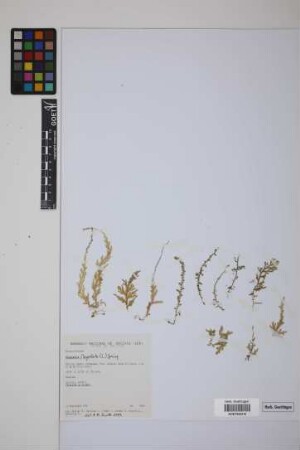 Selaginella flagellata Spring