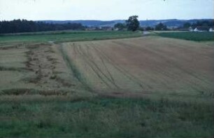 Fotografie: Feldfrucht, Getreide, Fahrgassen
