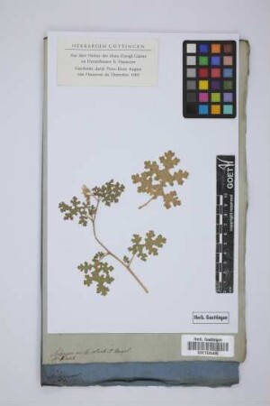 Solanum molle Humb. et Bonpl.