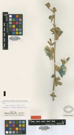 Althaea striata DC.