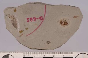 Marienkäfer (Coccinellinae)
