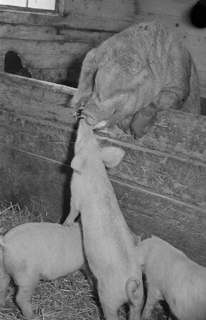 Reportage vom Volksgut Struppen : Schweine in einem Stall