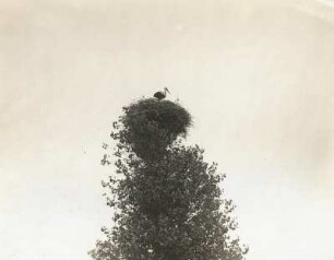 Weißstorch (Ciconia ciconia L.), im Nest auf einer Pappel