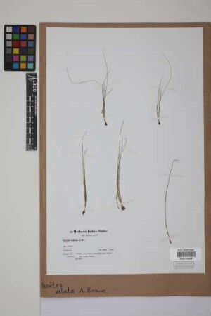 Isoetes velata velata A. Br.