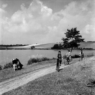 Moorteich: Wanderweg mit Fahrradfahrern: rechts dahinter Baum: links Rind: im Hintergrund Knicklandschaft