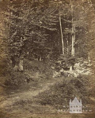 Bäume am Felshang mit Weg