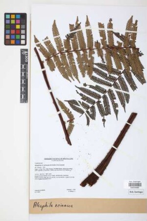 Alsophila erinacea (H.Karst.) D.S.Conant