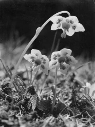 Moosauge (Moneses uniflora), auch Einblütiges Wintergrün, Pflanzen-Art in der Unterfamilie der Monotropoideae innerhalb der Familie der Heidekrautgewächse (Ericaceae)