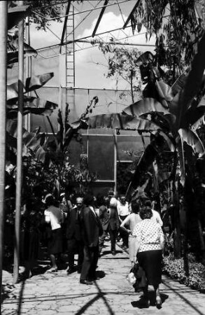 Mainau, Insel Mainau: Pressefahrt mit der DB, Tulpenblüte auf der Mainau; Tropenhalle