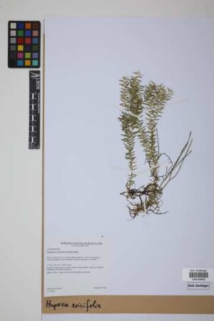 Phlegmariurus ericifolius (C. Presl) B. &Oslash;llg.